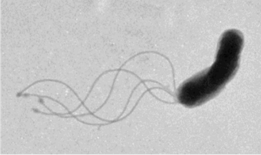 Figure 1. Transmission electron microscopy (TEM) image of a wild-type H. pylori cell. The cluster of flagella at one of the cell poles.  Image taken by Dr. Jennifer Tsang in the Hoover lab.